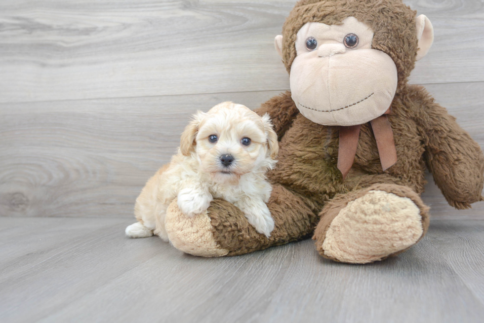 Maltipoo Puppy for Adoption