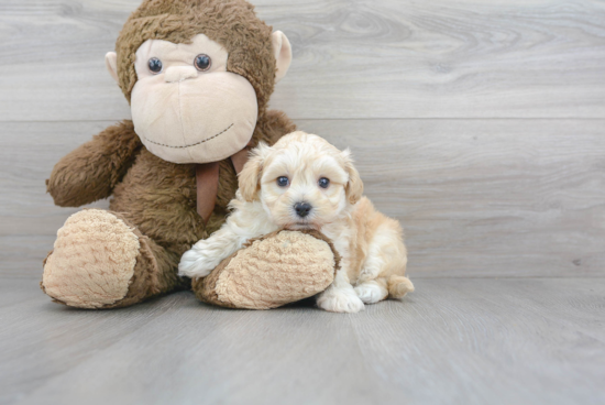 Maltipoo Puppy for Adoption