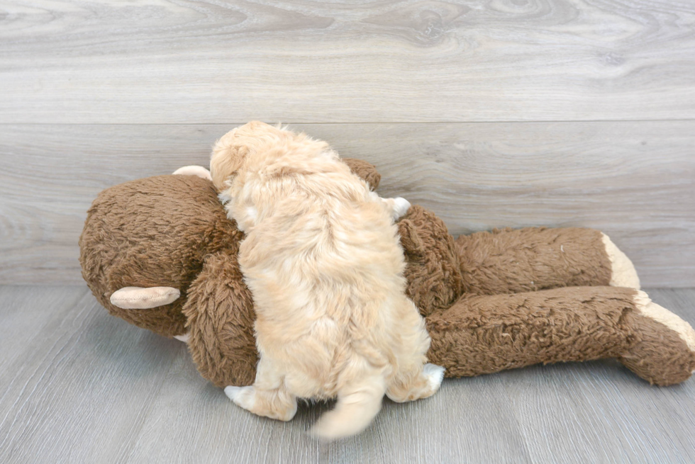 Friendly Maltipoo Baby