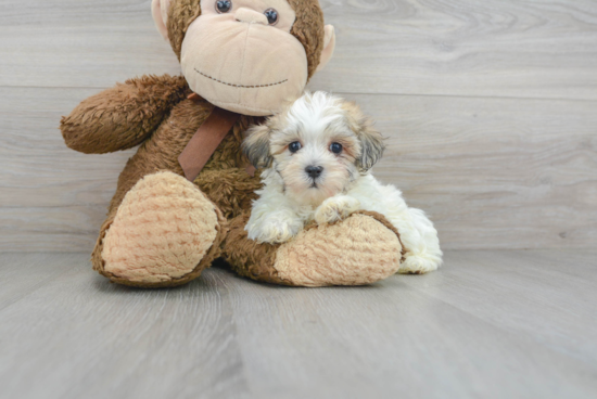 Best Maltipoo Baby