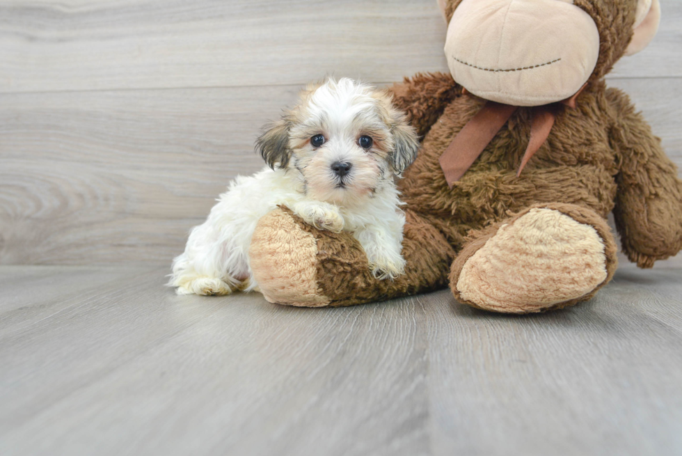 Little Maltepoo Poodle Mix Puppy