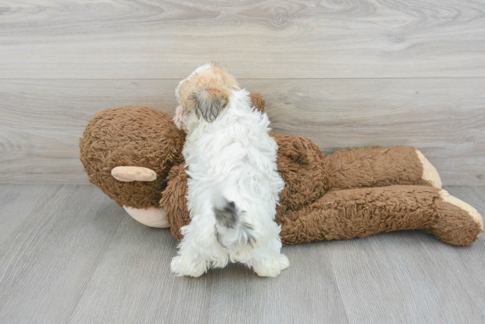 Maltipoo Puppy for Adoption