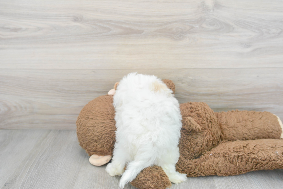 Cute Maltepoo Poodle Mix Puppy