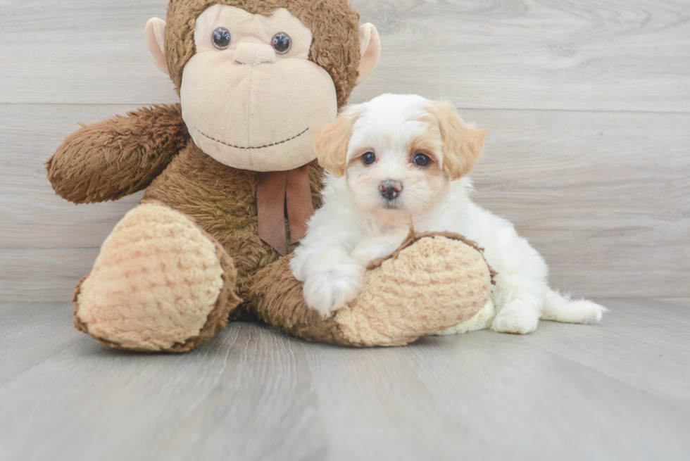 Cute Maltipoo Baby