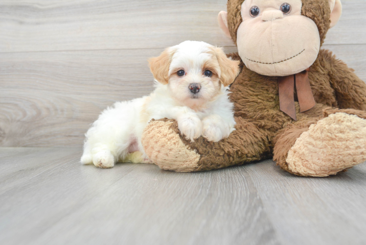 Cute Maltipoo Baby