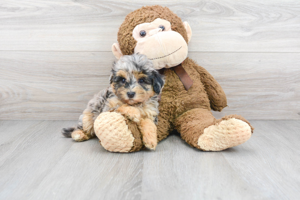 Popular Maltipoo Poodle Mix Pup