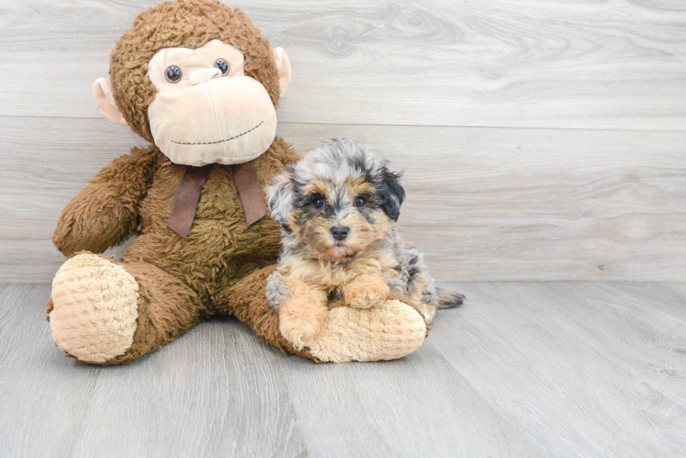 Best Maltipoo Baby