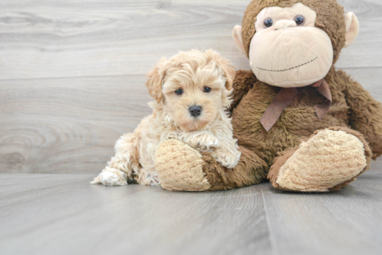 Friendly Maltipoo Baby