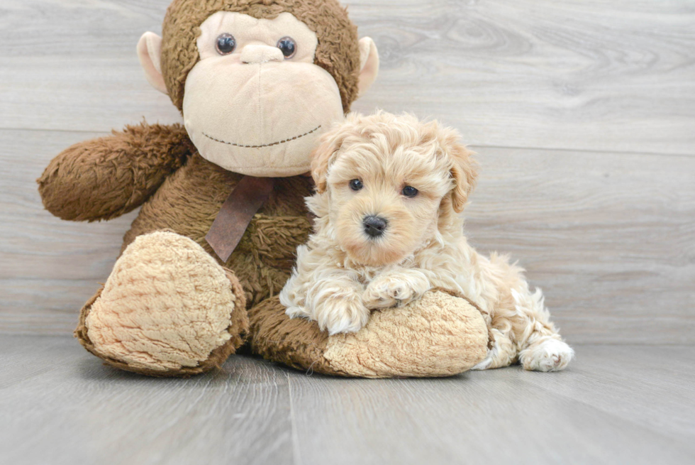 Happy Maltipoo Baby