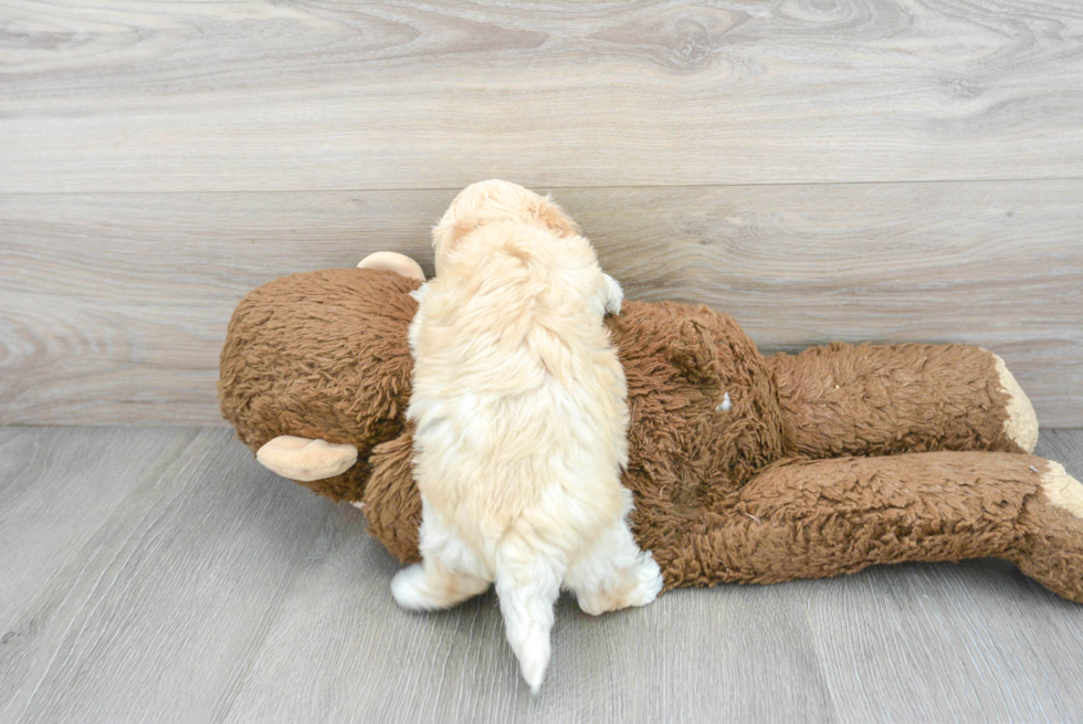 Maltipoo Pup Being Cute