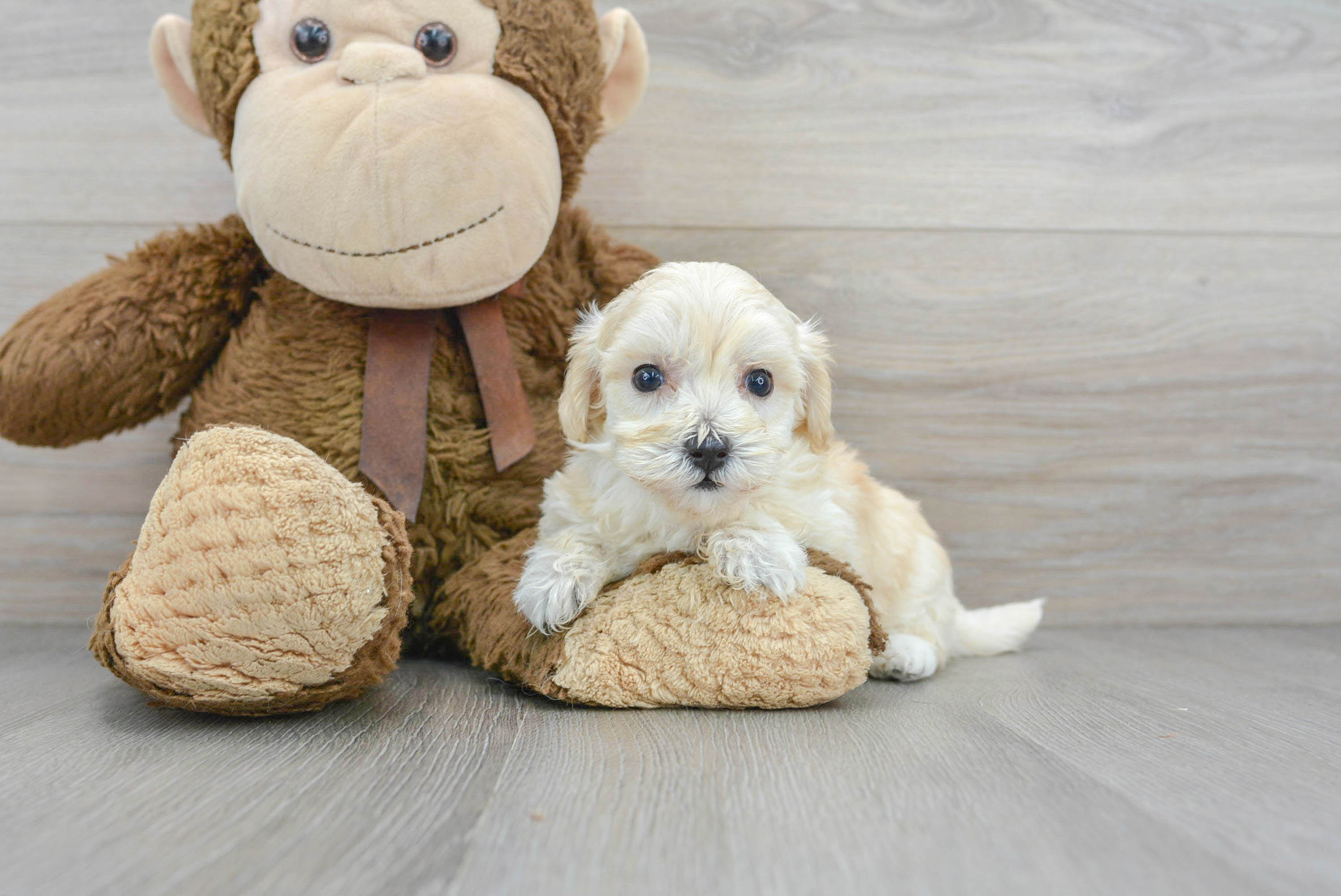 Best Maltipoo Baby