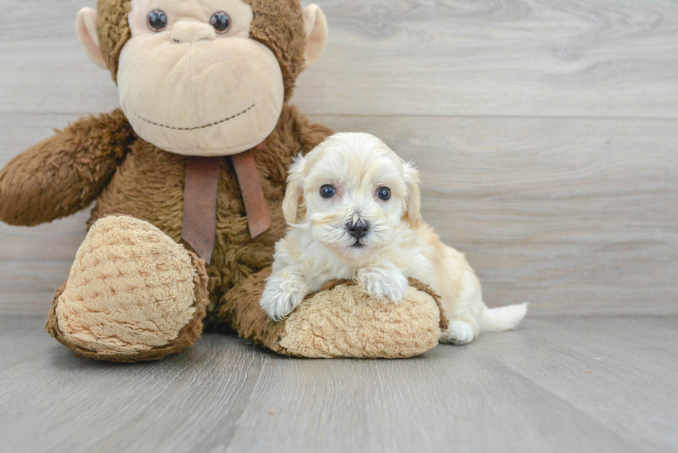 Best Maltipoo Baby