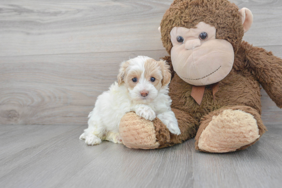 Maltipoo Pup Being Cute