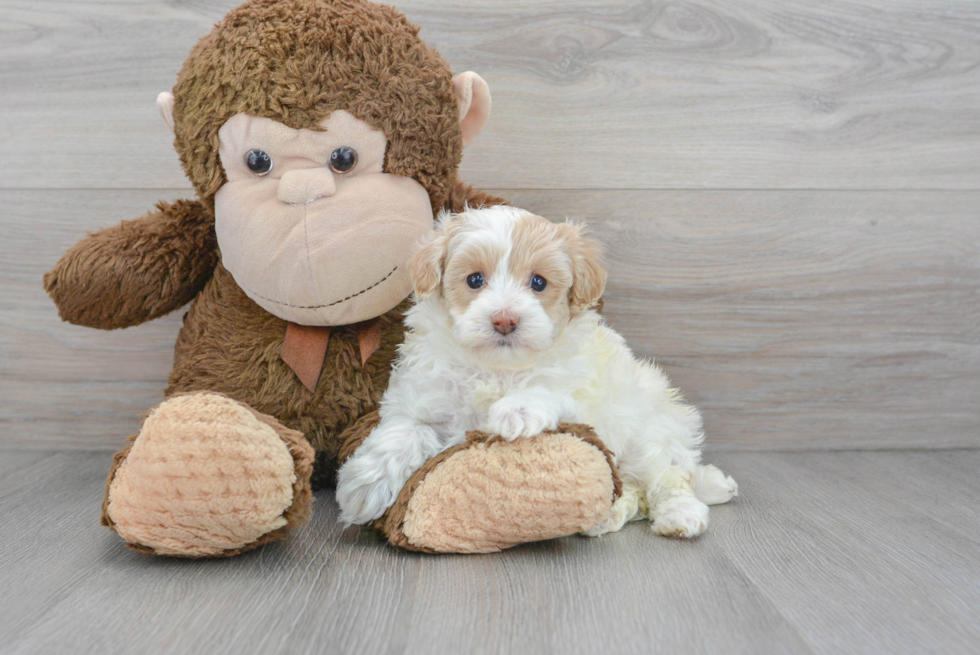 Maltipoo Pup Being Cute