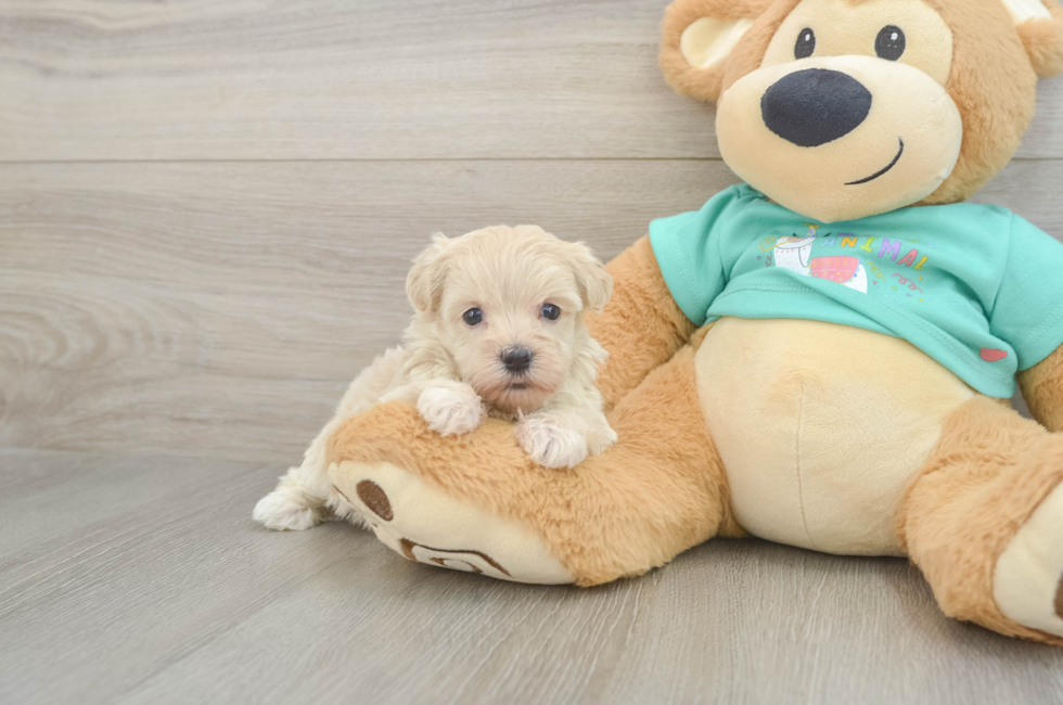5 week old Maltipoo Puppy For Sale - Premier Pups