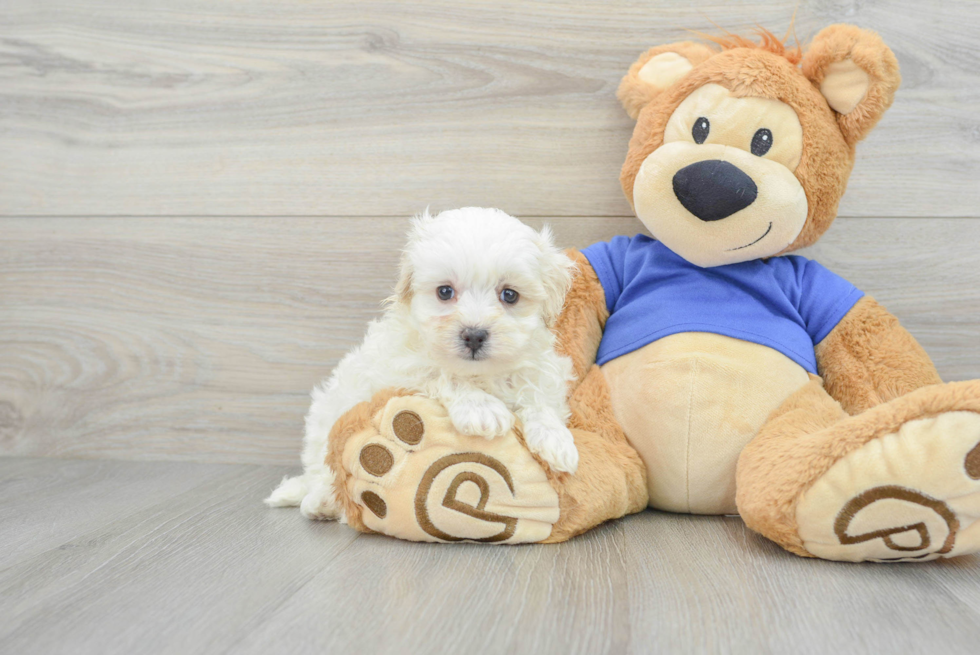 Funny Maltipoo Poodle Mix Pup