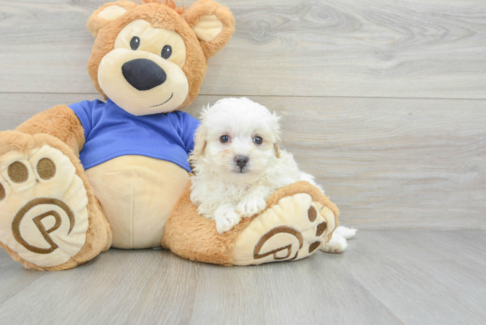 Maltipoo Pup Being Cute