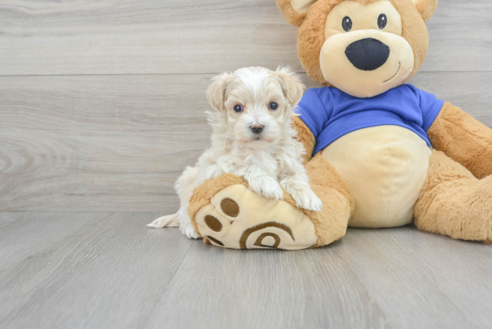 Maltipoo Pup Being Cute