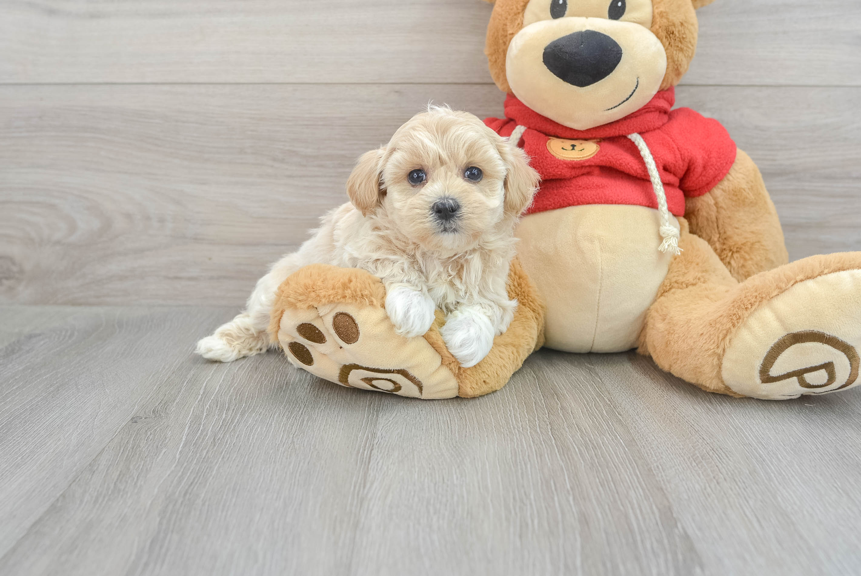 Best Maltipoo Baby