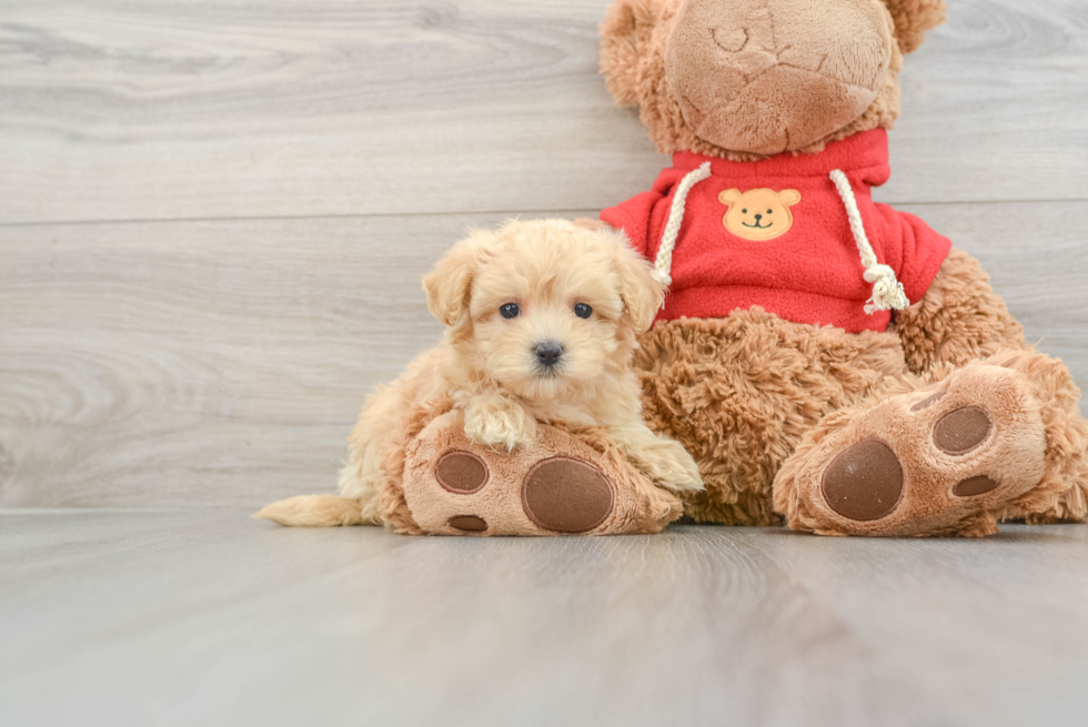 Best Maltipoo Baby