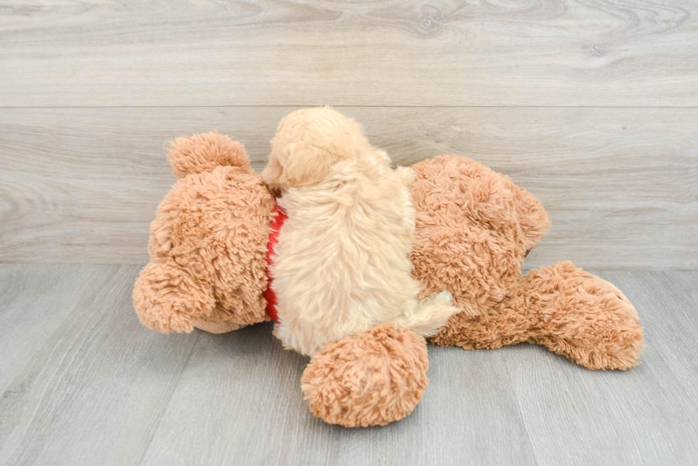 Maltipoo Pup Being Cute