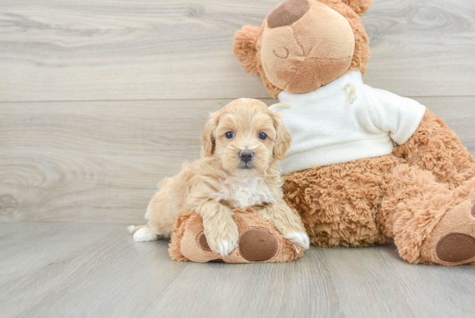 Sweet Maltipoo Baby