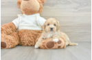 Funny Maltipoo Poodle Mix Pup