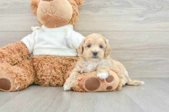 Funny Maltipoo Poodle Mix Pup