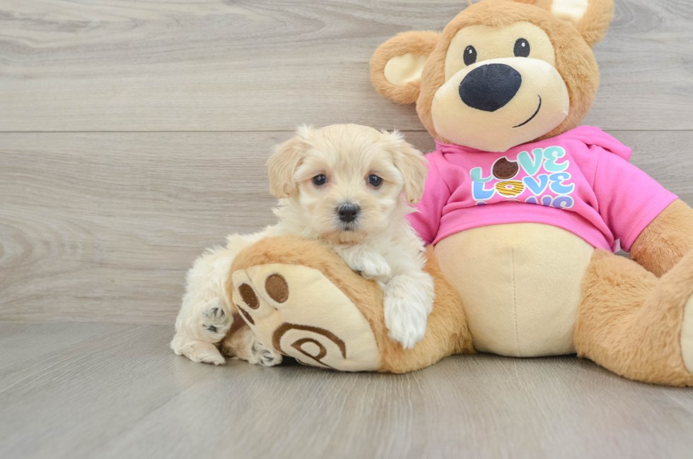 5 week old Maltipoo Puppy For Sale - Premier Pups