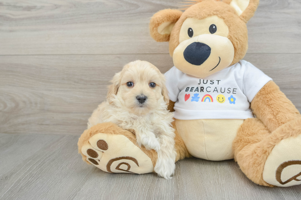 6 week old Maltipoo Puppy For Sale - Premier Pups