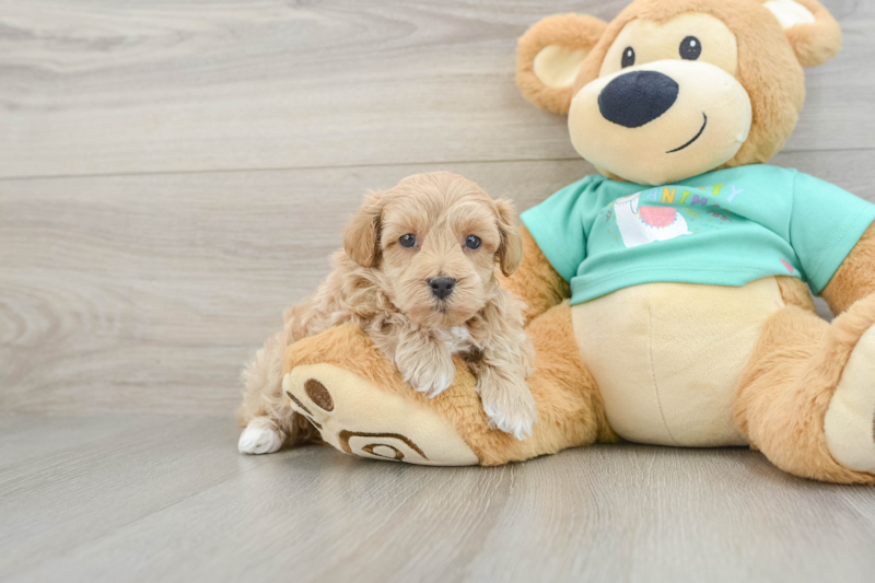 Meet Giovanni - our Maltipoo Puppy Photo 1/3 - Premier Pups