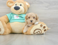 8 week old Maltipoo Puppy For Sale - Premier Pups