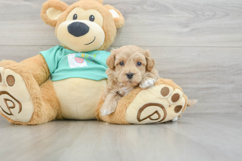 Meet Giovanni - our Maltipoo Puppy Photo 3/3 - Premier Pups