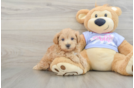 Petite Maltipoo Poodle Mix Pup
