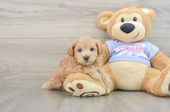Petite Maltipoo Poodle Mix Pup