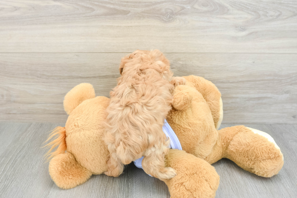 Maltipoo Pup Being Cute