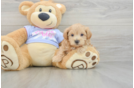 Fluffy Maltipoo Poodle Mix Pup