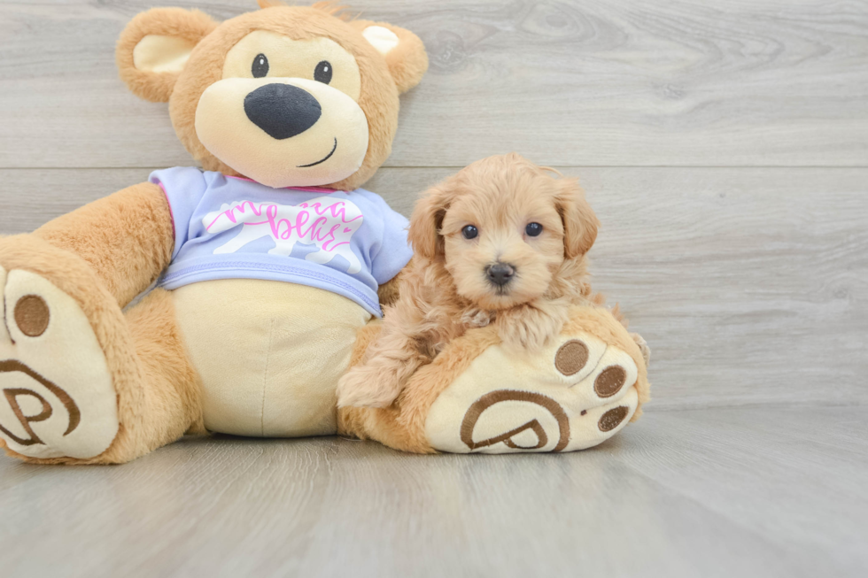 Fluffy Maltipoo Poodle Mix Pup