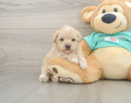 8 week old Maltipoo Puppy For Sale - Premier Pups