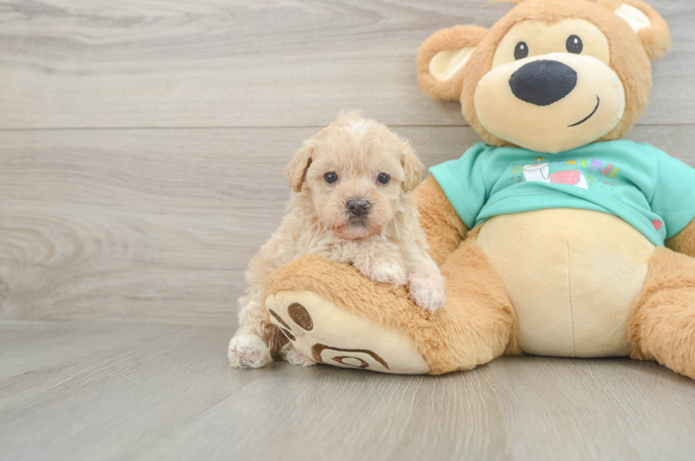 5 week old Maltipoo Puppy For Sale - Premier Pups