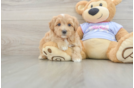 Best Maltipoo Baby