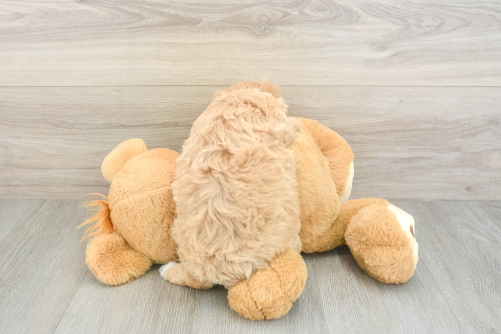 Maltipoo Pup Being Cute