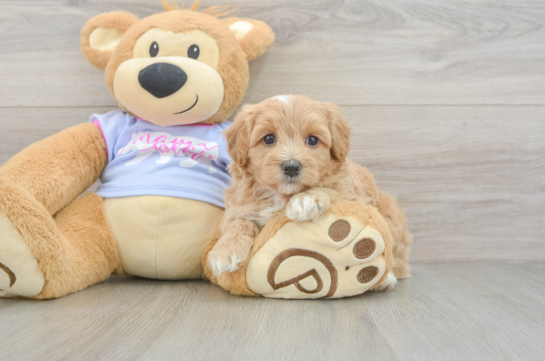 Cute Maltipoo Baby