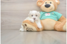 Playful Moodle Poodle Mix Puppy