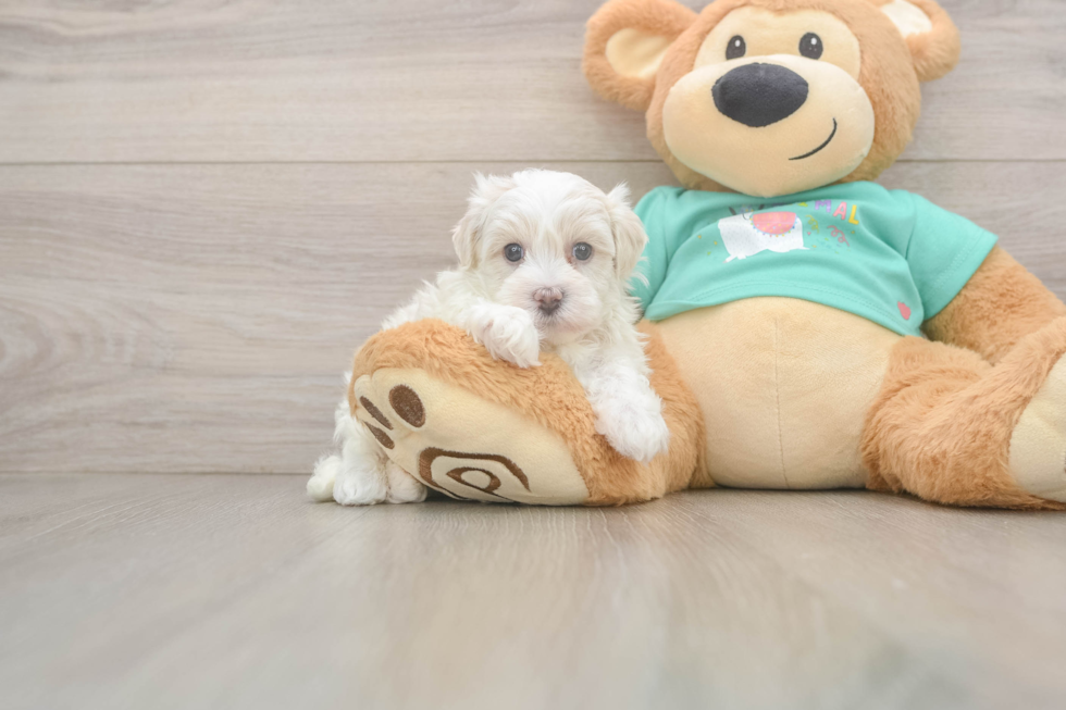 Playful Moodle Poodle Mix Puppy