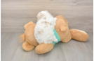 Maltipoo Puppy for Adoption