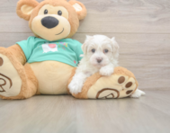 8 week old Maltipoo Puppy For Sale - Premier Pups
