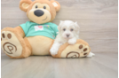 Happy Maltipoo Baby