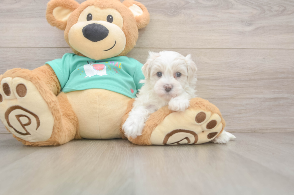 5 week old Maltipoo Puppy For Sale - Premier Pups
