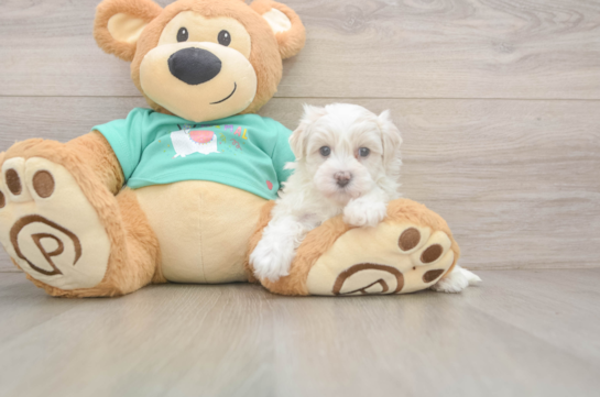 Happy Maltipoo Baby
